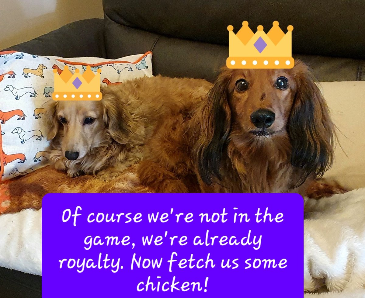 sjbate06's tweet photo. New pets but no dachshunds...
#RoyalFantasy #kingschoicegame https://t.co/wBGLQjDrYV