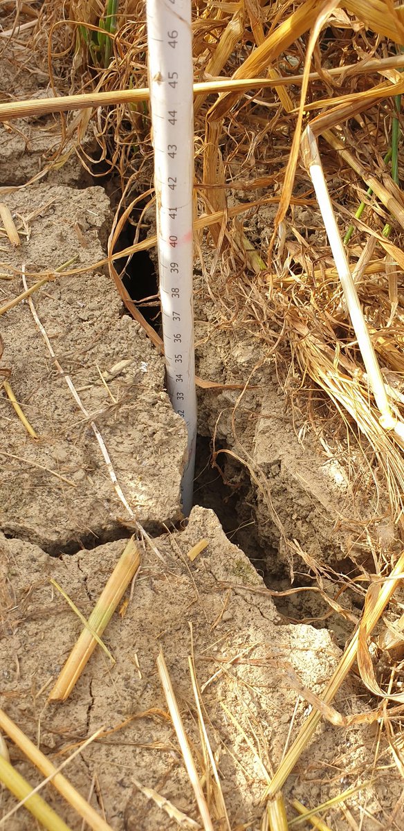 sergiosaia's tweet photo. #soil #clay #silty #expandingclay #suolo #argilla #limo #Pisa @CiRAA_Unipi @PLANTSEED_unipi @RicercaUnipi @Unipisa https://t.co/4UtTy3CHOk