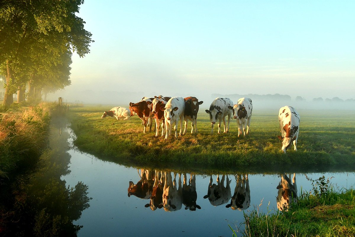 Voor al boeren. Te mooi om te laten verdwijnen uit ons land. <a href="/NOS/">NOS</a> <a href="/groot_waterland/">Groot-Waterland</a> <a href="/nhdagblad/">Noordhollands Dagblad</a> <a href="/NHNieuws/">NH Nieuws</a> #boerenprotest #boermoetblijven   
#steundeboeren