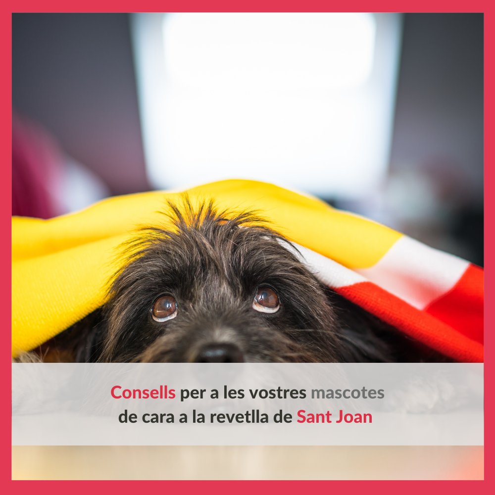 COVBcn's tweet photo. Què podem fer per a protegir-los? 🐈 🐱 

👇Segueix el fil...

#santjoan #revetlladesantjoan #veterinaria #veterinaris #fuegosartificiales https://t.co/26l5gnMLY6