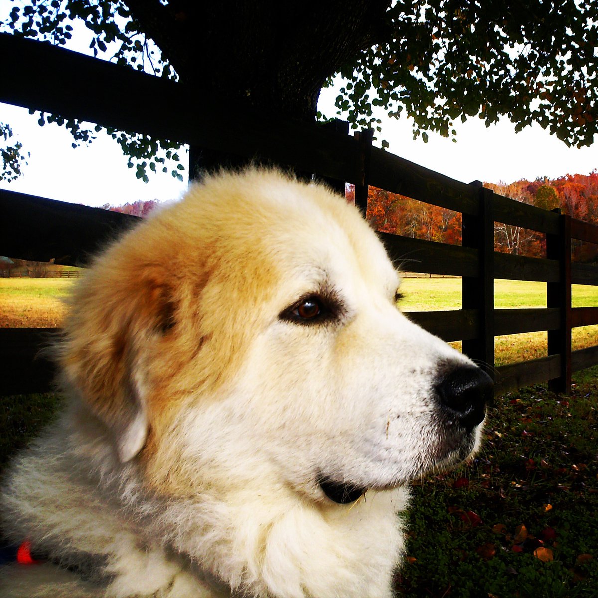 2dogs2000miles's tweet photo. 11 Years ago Murphy was given rest. Today I'm making an NFT, my first, in his memory. This will be an awesome day! #NFTartists #Murphy #Walk1 #CanineCancer https://t.co/YJdwdJSEEt