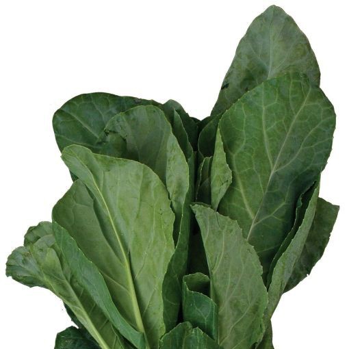 #NewProfilePic
"คะน้า"