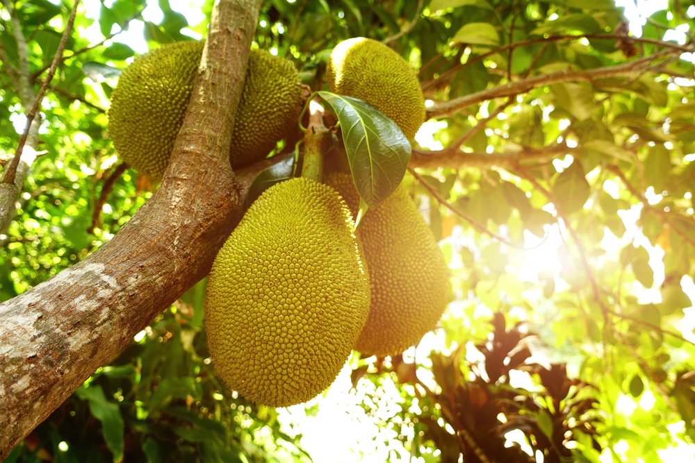 KeralaTourism's tweet photo. She’s a 10, but she’s too thorny.

#Jackfruit #shesa10 #KeralaTourism https://t.co/8ESqpYM406