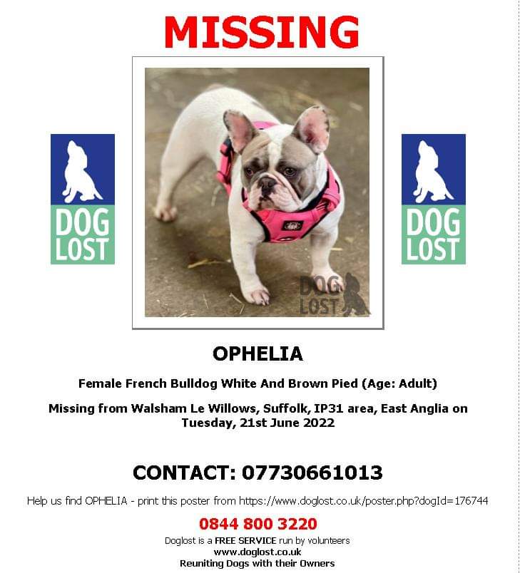 MissingPetsGB's tweet photo. 🐕 OPHELIA is missing from Walsham Le Willows #Suffolk #IP31
She went missing on the 21st of June.
Ophelia is chipped. Please RT
https://t.co/tFNAhdtSDy https://t.co/b8aHBUkteX