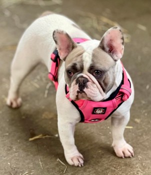 MissingPetsGB's tweet photo. 🐕 OPHELIA is missing from Walsham Le Willows #Suffolk #IP31
She went missing on the 21st of June.
Ophelia is chipped. Please RT
https://t.co/tFNAhdtSDy https://t.co/b8aHBUkteX