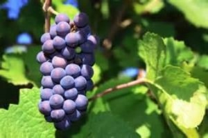 wine_school's tweet photo. International Newsletter - https://t.co/IHbmmB69fj - In-person and online wine tastings from June to August https://t.co/s98XWk3wYd