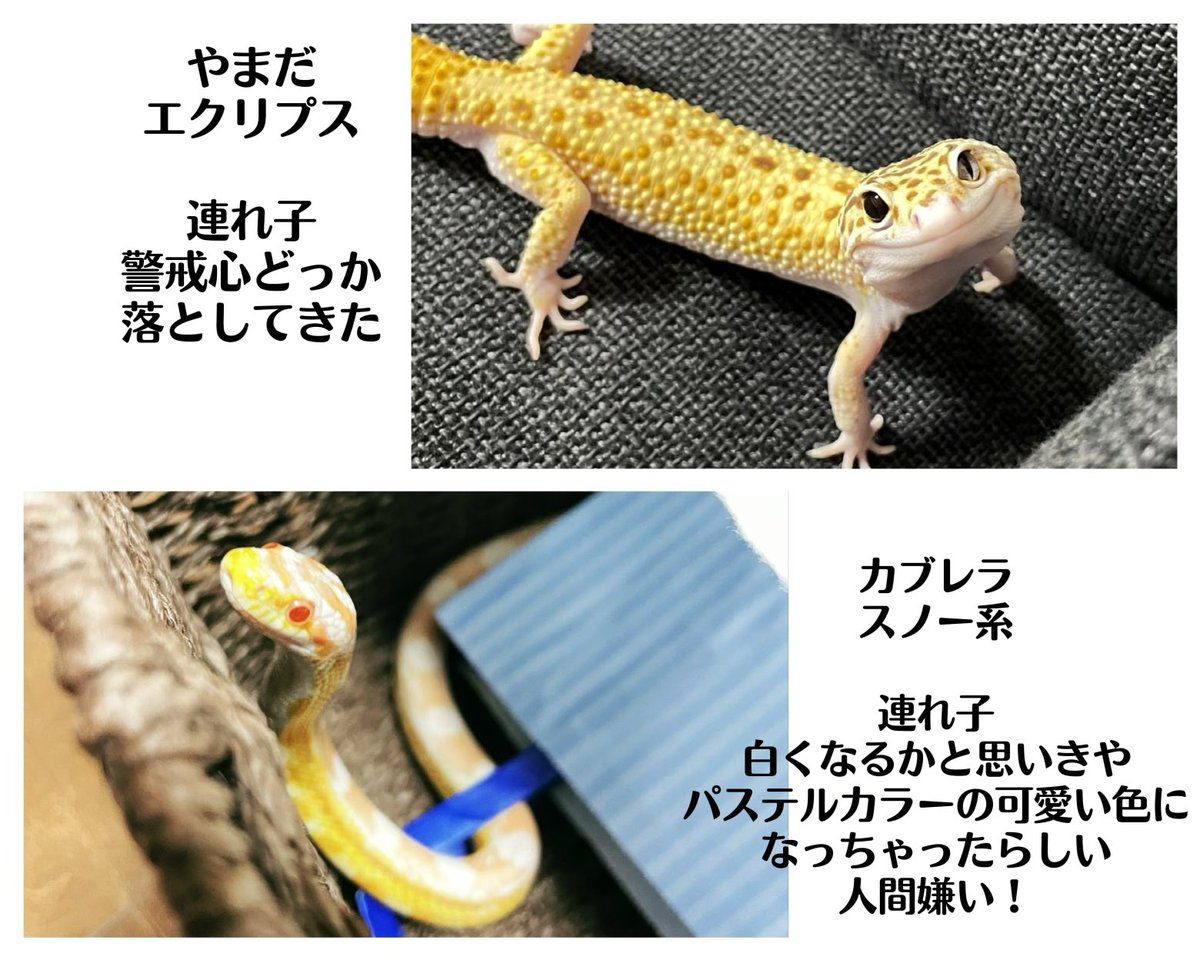 アマ🦎 tweet media
