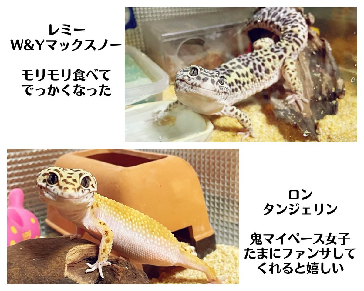 アマ🦎 tweet media