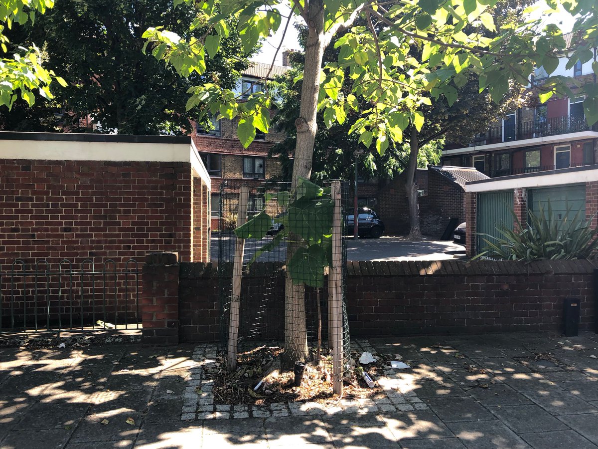 leaftoleaf's tweet photo. 🌳 Tree of the Day
The #WestonStreet tree is back! Glorious to see it working hard for us all already amongst a critically valuable cluster that is *under threat* #ElimEstate
Orig. Indian bean tree replaced by a Cherry (Prunus Schmittii), which will reach 12M by 4M; grt for 🐝🫁 https://t.co/1dnFoXGMoa