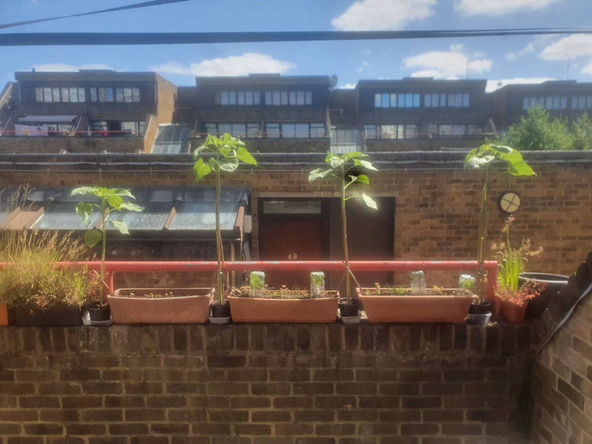 CHASEJLONDON's tweet photo. SO STARTING TO SHOW OFF MY SUNFLOWER ON MY LIL BALCONY @togetheruktv SUNFLOWER CHALLENGE π» π LOOKS GREAT π
#TogetherTV #SunflowerChallenge #sunflowers #SunflowerChallenge2022 https://t.co/QQypir292L