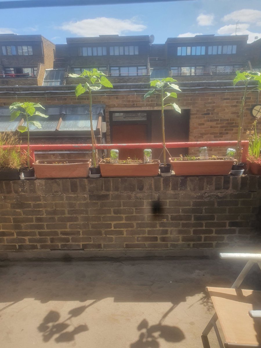 CHASEJLONDON's tweet photo. SO STARTING TO SHOW OFF MY SUNFLOWER ON MY LIL BALCONY @togetheruktv SUNFLOWER CHALLENGE π» π LOOKS GREAT π
#TogetherTV #SunflowerChallenge #sunflowers #SunflowerChallenge2022 https://t.co/QQypir292L