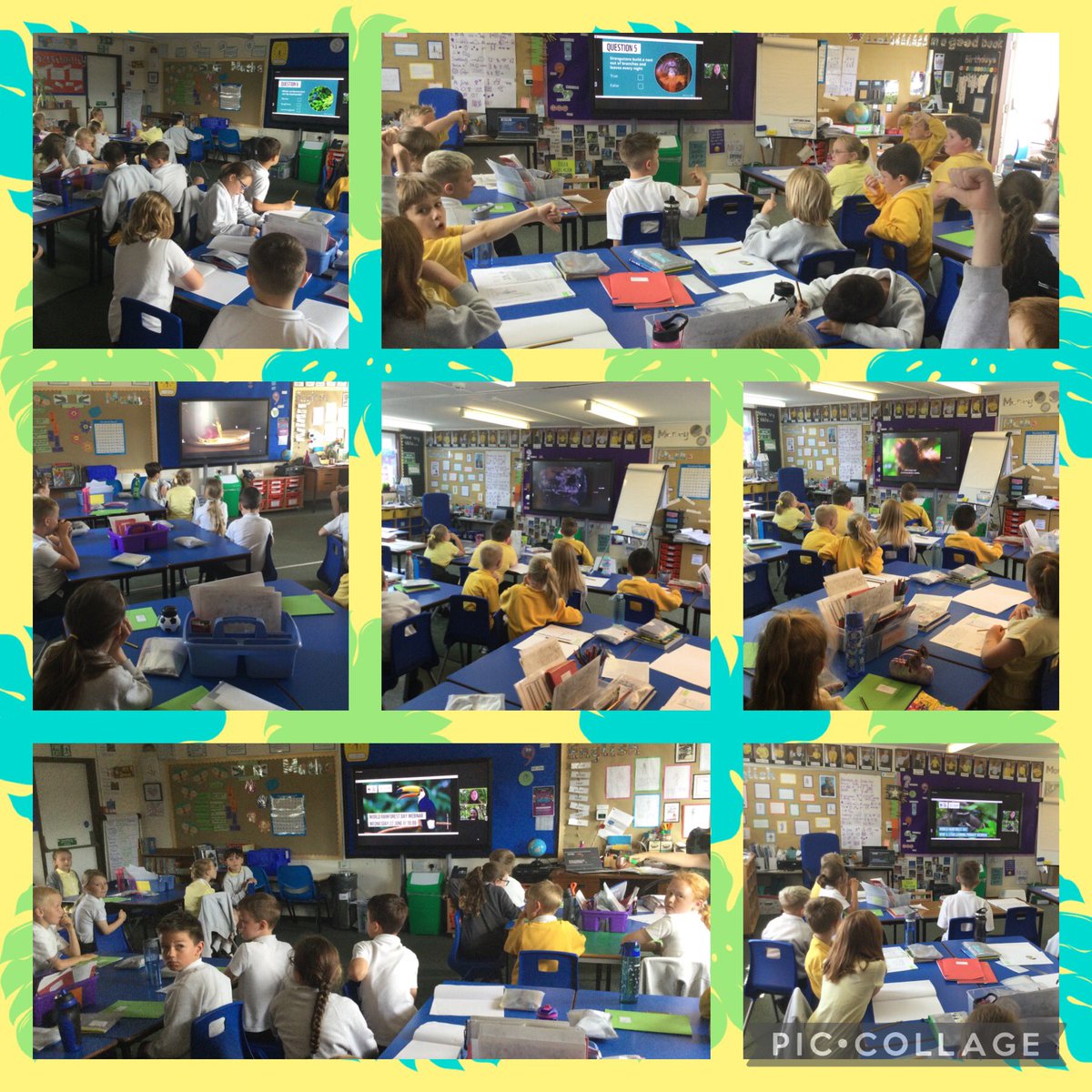 SouthWellfield's tweet photo. Year 3 have thoroughly enjoyed listening to Amy from @WWF and Stewart from Glasgow University today as part of World Rainforest Day. They learned more about the rainforest and why it is so important, found out what it is like to be in the rainforest and finished off with a quiz! https://t.co/JKBc4BYfcv