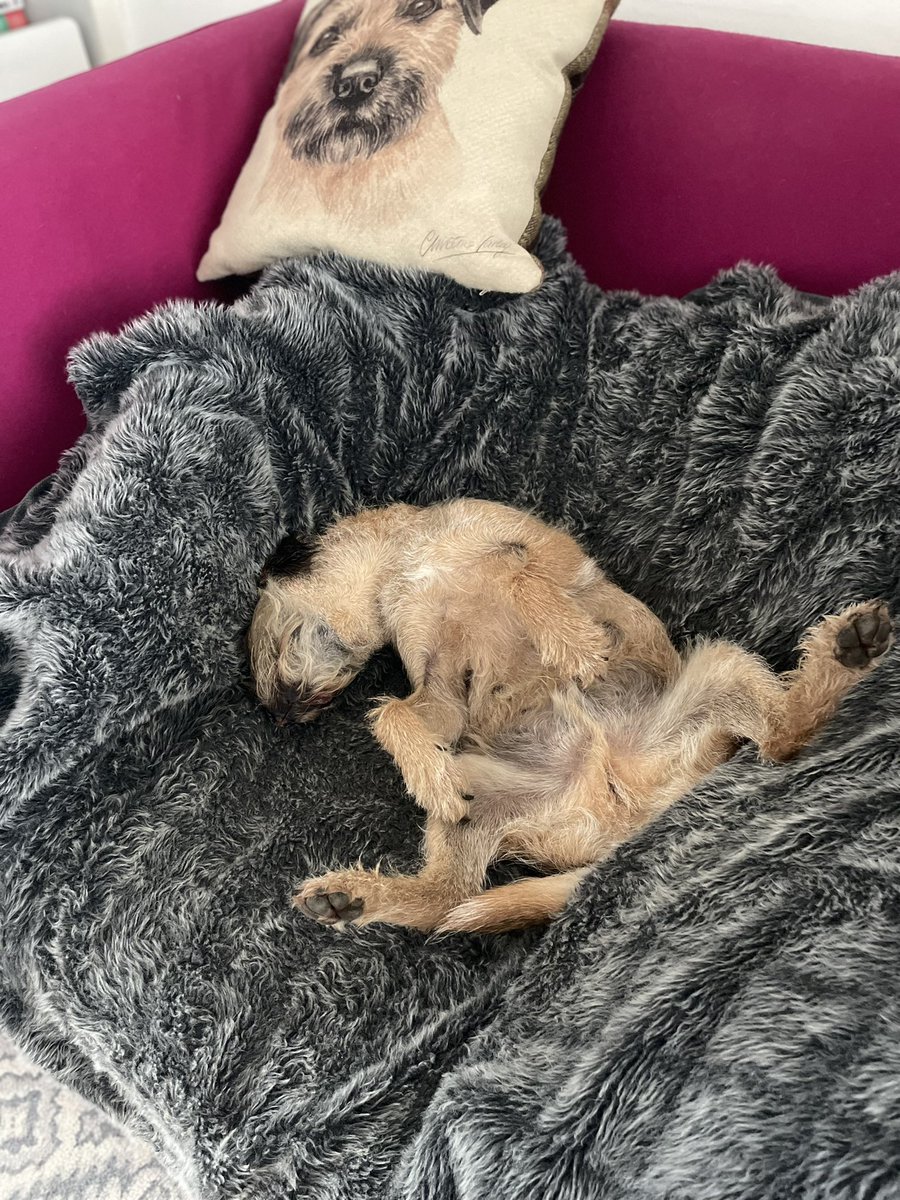A can confirm that the legendary @AriGoldBT is way more elegant than his new house mate Albert 😳
#BTPosse