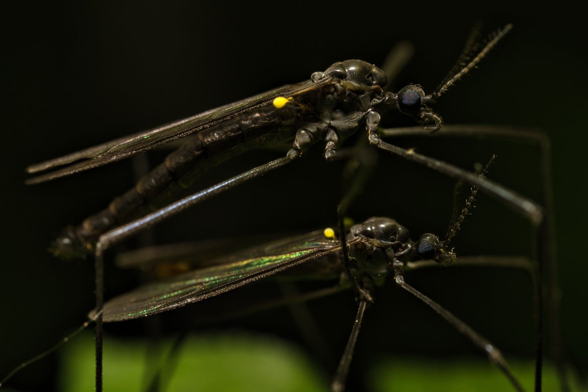 JohnReedPavan's tweet photo. Some crane flies mating. I'm not sure of the exact type of crane fly, I think these may make a living eating mosquitos as some of their nicknames include 'Mosquito Hawk' and 'Skeeter-eater'.
#cranefly #mosquitohawk #skeetereater #insects #bugs #entomology #nature #wildlife https://t.co/nCKUzYezdA