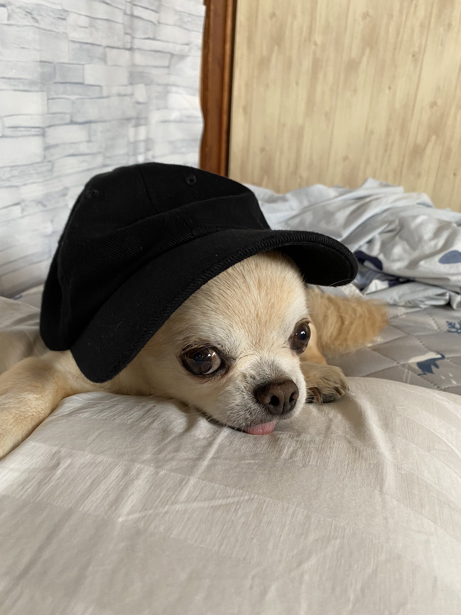チワワ のテンくん さらてん Chihuahua Ten Twitter