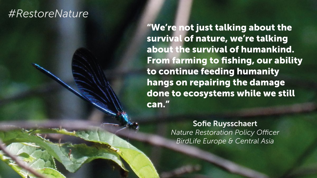 BirdLifeEurope's tweet photo. ⚠️ BREAKING NEWS⚠️ 

The @EU_Commission just published their proposal for an EU Nature Restoration Law! 

This will be the 𝗳𝗶𝗿𝘀𝘁 𝗹𝗮𝘄 𝗶𝗻 𝘁𝗵𝗲 𝘄𝗼𝗿𝗹𝗱 to set legally binding targets to #RestoreNature! 🌱🌍✊

👉https://t.co/Q67GuSuz8B https://t.co/bOYK0p3ALT