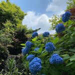 ツイートに含まれる画像