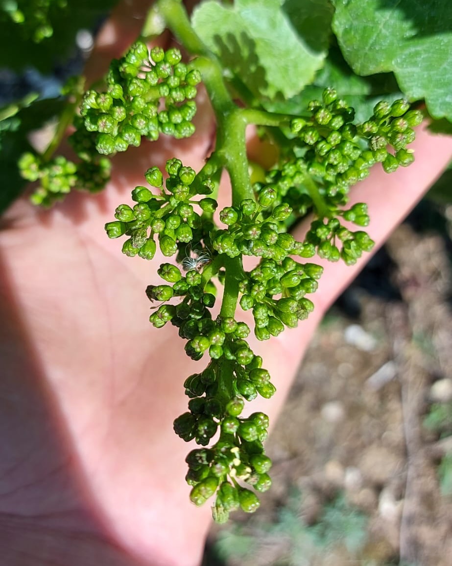 Chuffed with the size of these Bacchus bunches!