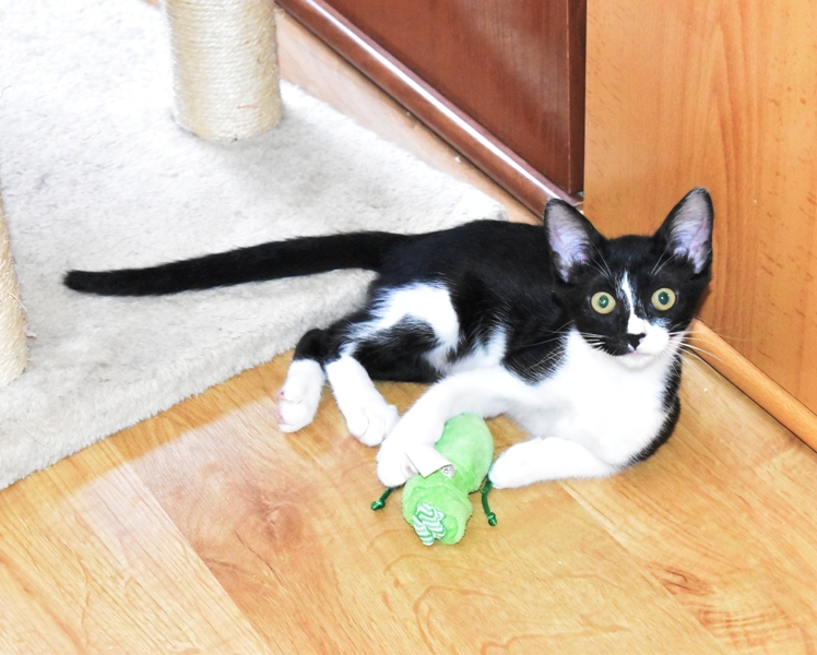 AdopFelinasVLC's tweet photo. #ABBY la pequeñusa te está pidiendo jugar con la pelotita....cómo negarse !!!🤭😸😸
https://t.co/7gtKuieOlH https://t.co/XWmwXweTpg