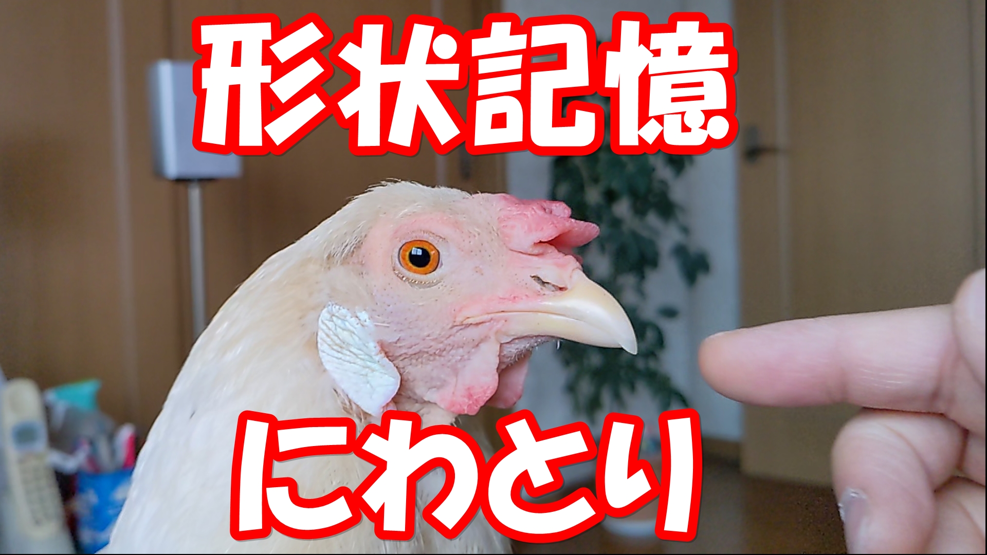 Kana S Tail 部屋にニワトリがいます へやにわとり Kana Tail Twitter