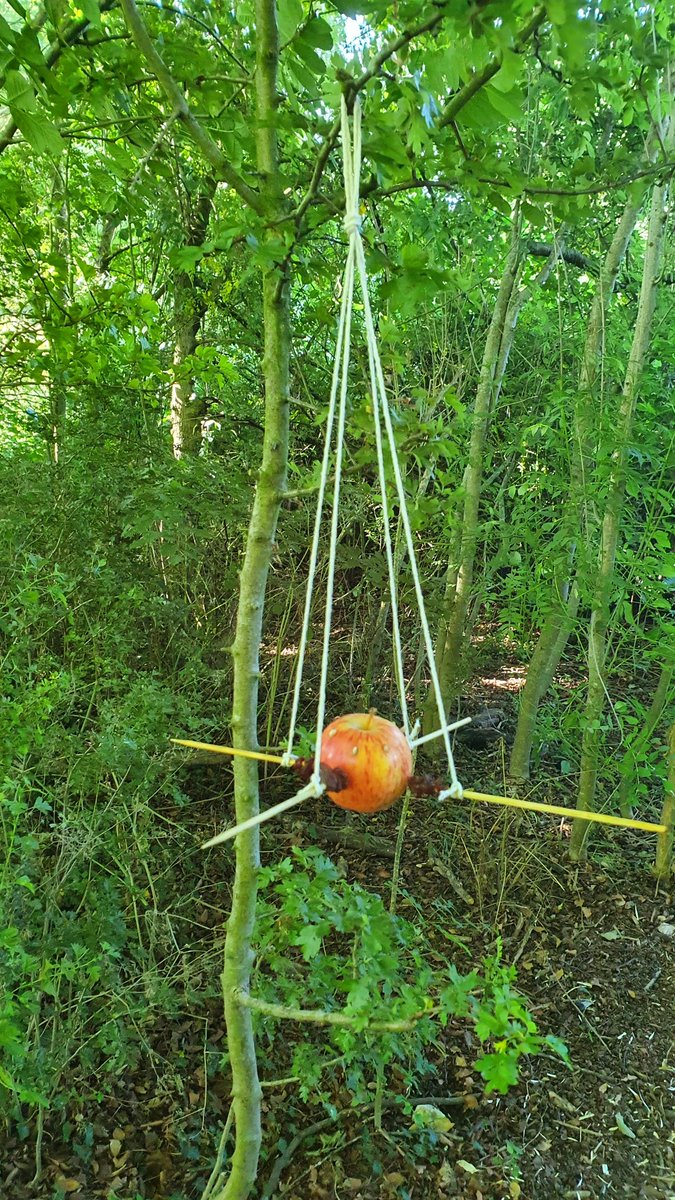 WhyteleafeOL's tweet photo. The birds in Whyteleafe are very well fed today as Nursery made some paveship shaped bird feeders. #rspb #spaceshipfeeder #feedthebirds https://t.co/n557wKWcyL