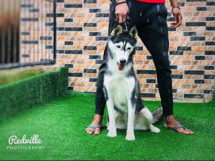 ToyosiMichael2's tweet photo. Get yourself husky today puppies and adult are available in my kennel ✅✅ likewise i sell different types of cage in different size ✅✅✅ https://t.co/NlAscXXHYV