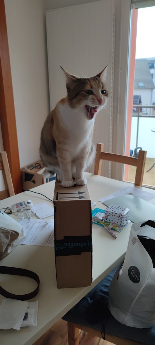schwabframuc's tweet photo. Nala la comère ! #PoseTonPotichat https://t.co/RS3nAdfNKe