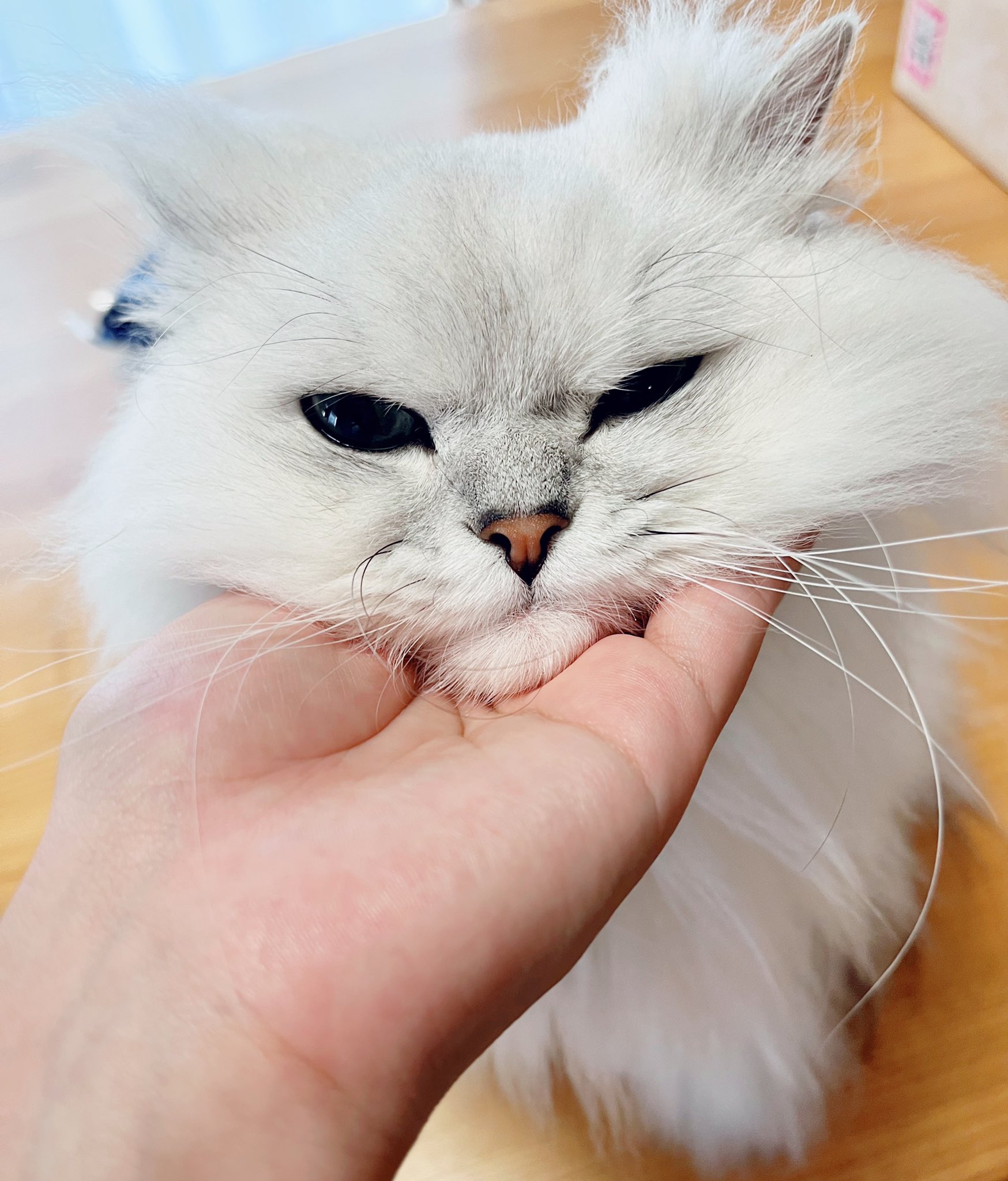 じるくん 顎乗せ猫 Cat 猫 猫のいる暮らし 猫好きさんと繋がりたい ペルシャ チンチラシルバー T Co 5vcndskbnq Twitter