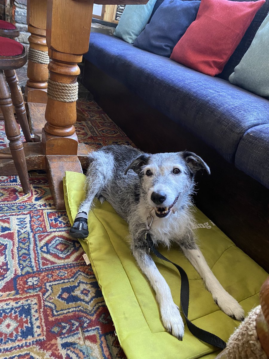 AndiWbk's tweet photo. Jake, having a chill out  #terriercornerbeaverinnappledore https://t.co/Ns8EWOVZU2