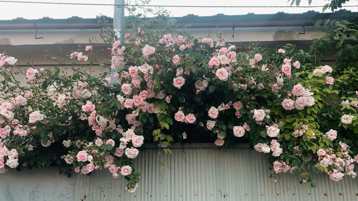 6月はそこらじゅうにモリモリの薔薇が咲いていて嬉しいね。