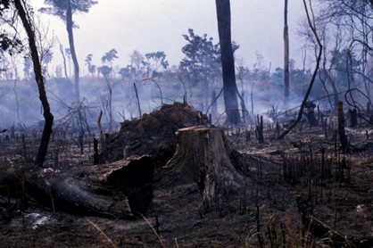 IUFRO's tweet photo. Scientific-technical symposium: Assessing forest damage and disturbance in the UNECE region
🗓️29-30 September 2022; 📍Vienna, Austria
⏩ https://t.co/YUf4oXfGz3
#ForestHealth #ForestDamage #ClimateChange #SustainableForestManagement
Photo: FAO https://t.co/5XBUYuEHNU