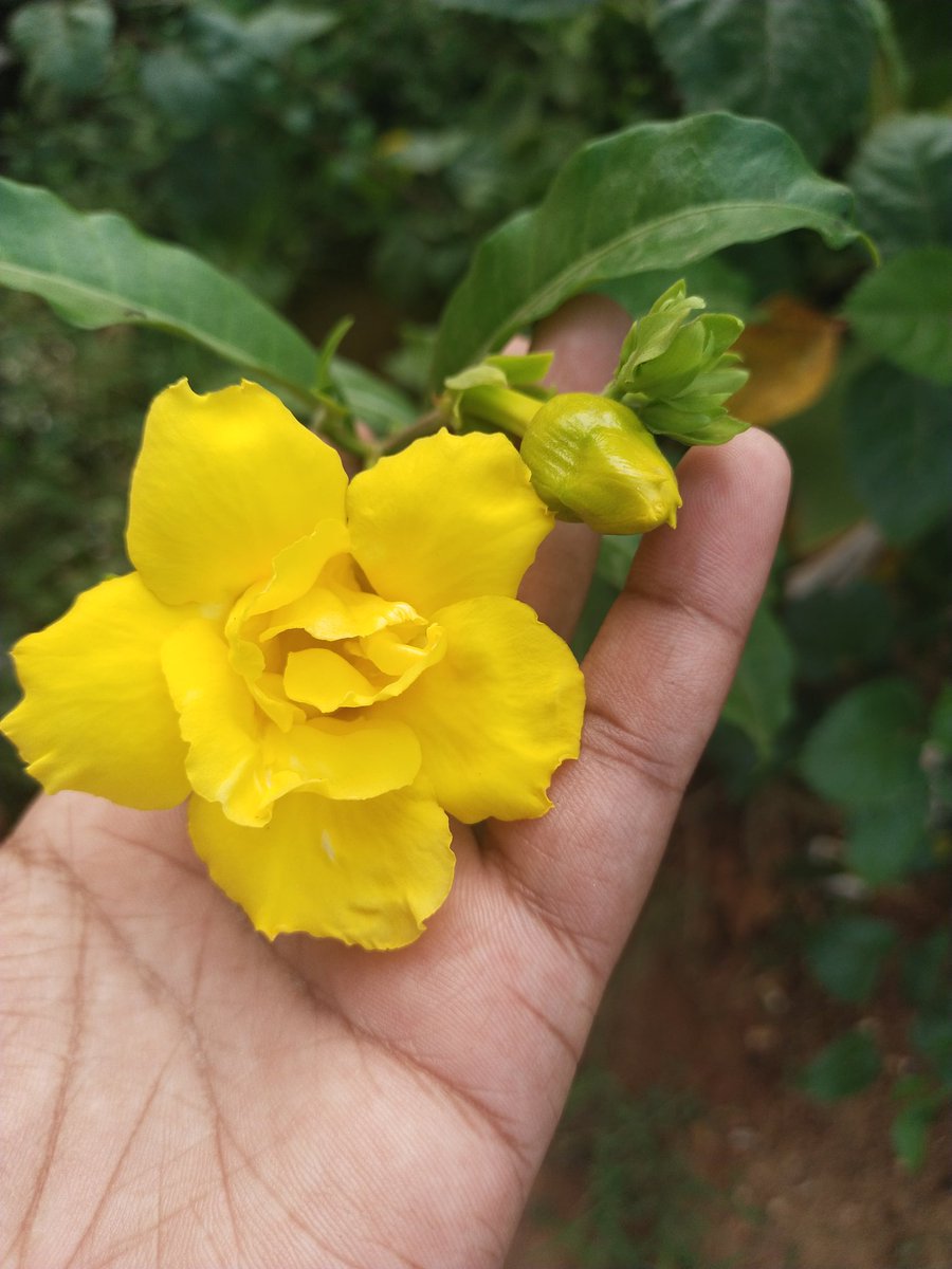 Smruti_Dream's tweet photo. #Multipetal #Almanda yellow colour is looking very beautiful and it stays six to seven days after blooming. Very vibrant yellow colour. Happy to have three in yellow variety ๐๐๐ #Flowers #plantidentification #NaturePhotography #Naturebase #planttwitter #beautiful https://t.co/H2miabHyYJ