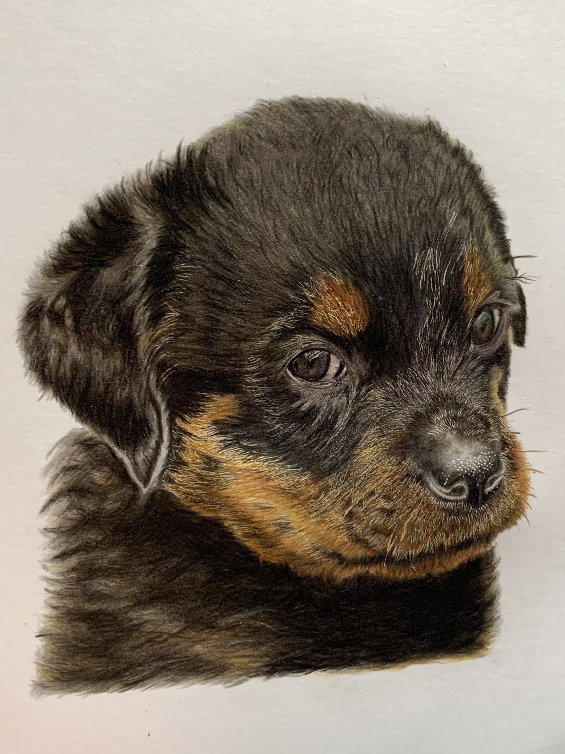 犬の絵 鉛筆画 レトリバーの子犬 Www Gigascope Net