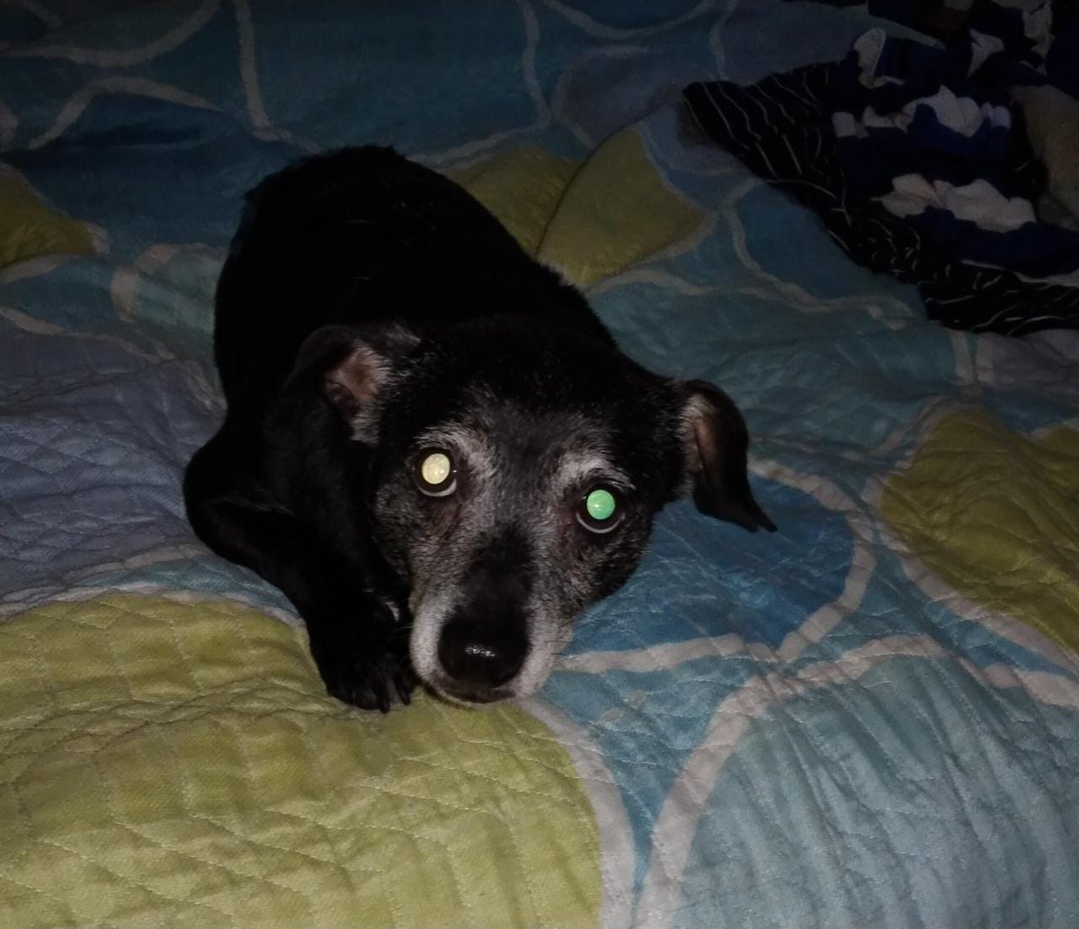 Manigua_'s tweet image. Esta dos perritas de 13 y 14 años buscan hogar definitivo, su cuidadora será trasladada hoy a un geriátrico y la familia de la sra no se hará cargo de las perritas, quedarán en la calle, son tamaño mini, viejitas, están bien de salud. RT 🙏🏻 #Bogota 

Inf 310 2761471 / 313 6627923