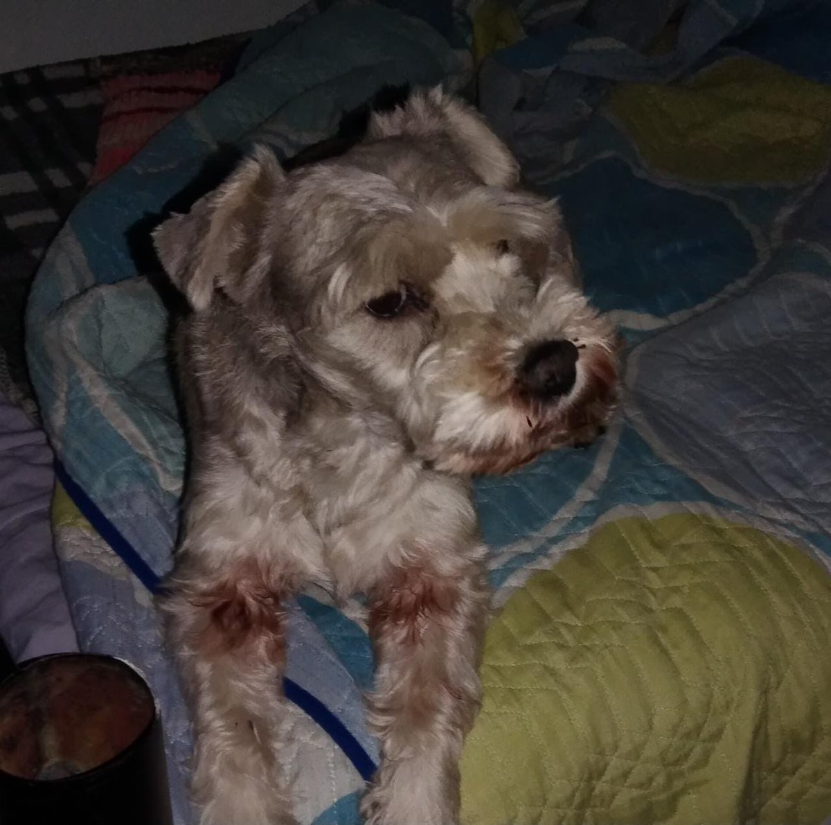 Manigua_'s tweet image. Esta dos perritas de 13 y 14 años buscan hogar definitivo, su cuidadora será trasladada hoy a un geriátrico y la familia de la sra no se hará cargo de las perritas, quedarán en la calle, son tamaño mini, viejitas, están bien de salud. RT 🙏🏻 #Bogota 

Inf 310 2761471 / 313 6627923