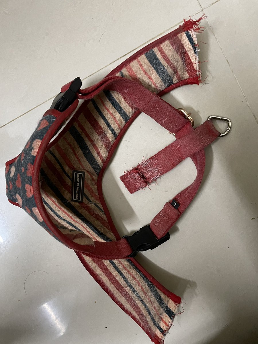sairaghul's tweet photo. @huftindia Please stop selling substandard products. The dog harness tore completely within a month of use. https://t.co/5wrfAoOu6O
