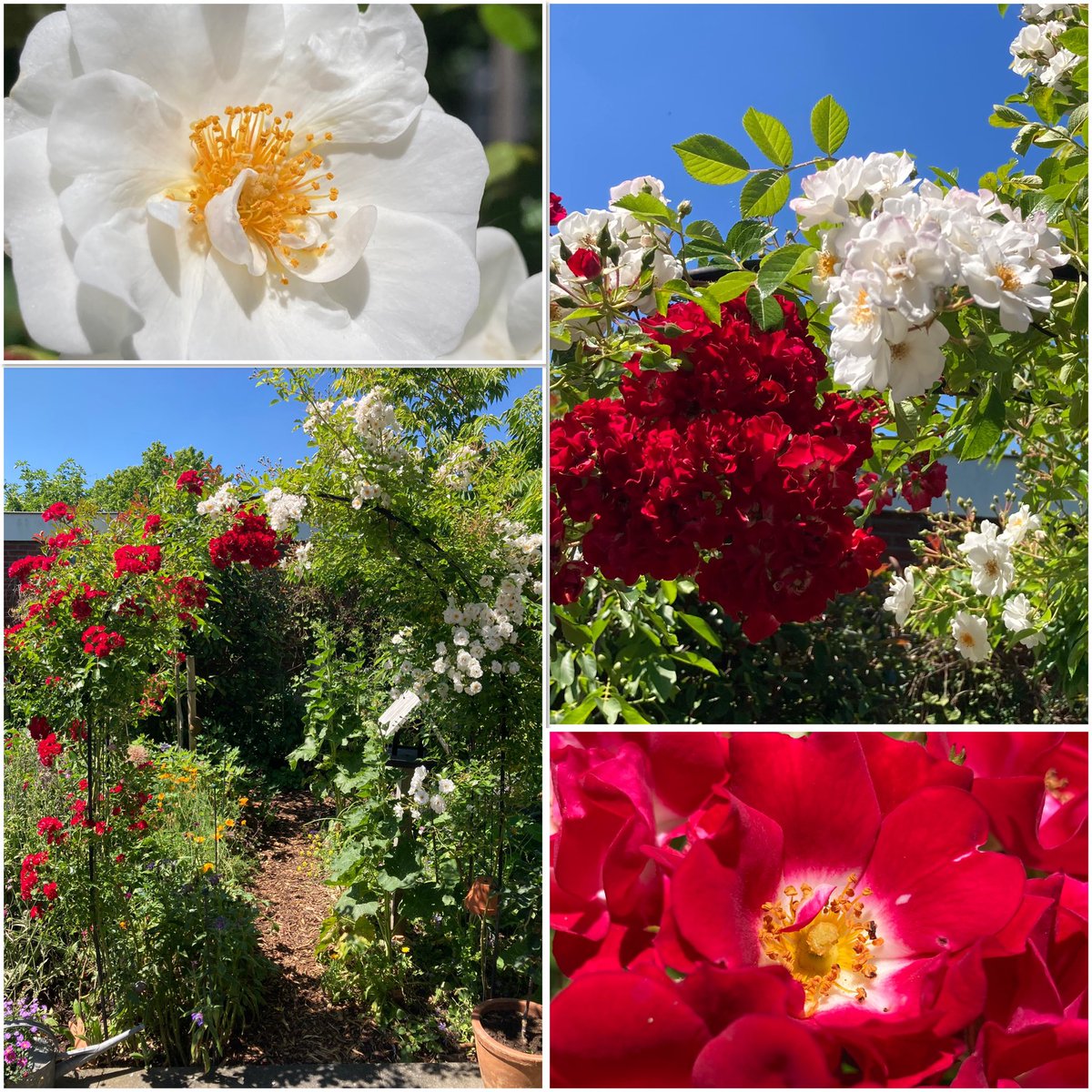 Yay! This year #Rosa ‘Rambling Rosie’ and ‘Paragon’ met, hope for a long lasting friendship 😊 | #RoseWednesday