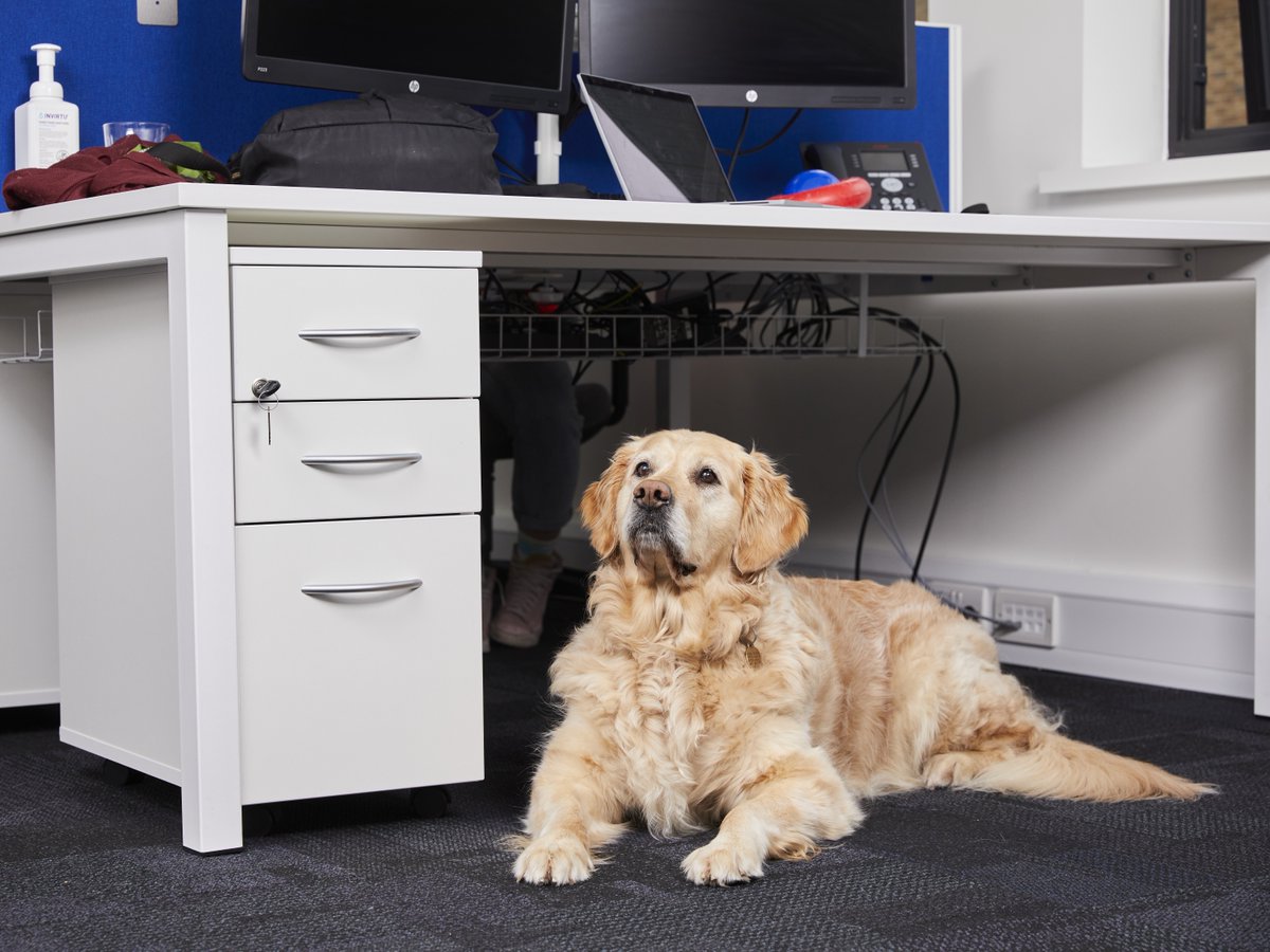 Here's our top tips for #OfficeDogs ahead of #BringYourDogToWorkDay this Friday!👇💛

🐾Create a safe space for them to rest
🐾Trial a visit to the office 🚌
🐾Pop posters in the office with some info about your pooch
🐾Identify potential stressors

More👉 bit.ly/3y7sgb8