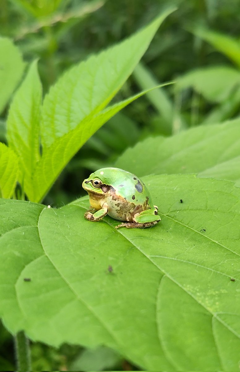 0211_1132's tweet image. 見た時、一瞬、ん？となったアマガエル
何かしらの影響でこうなったんだろうけど…😖
周りにもたくさんアマガエルは居たけど、見る限りこの一匹だけでした