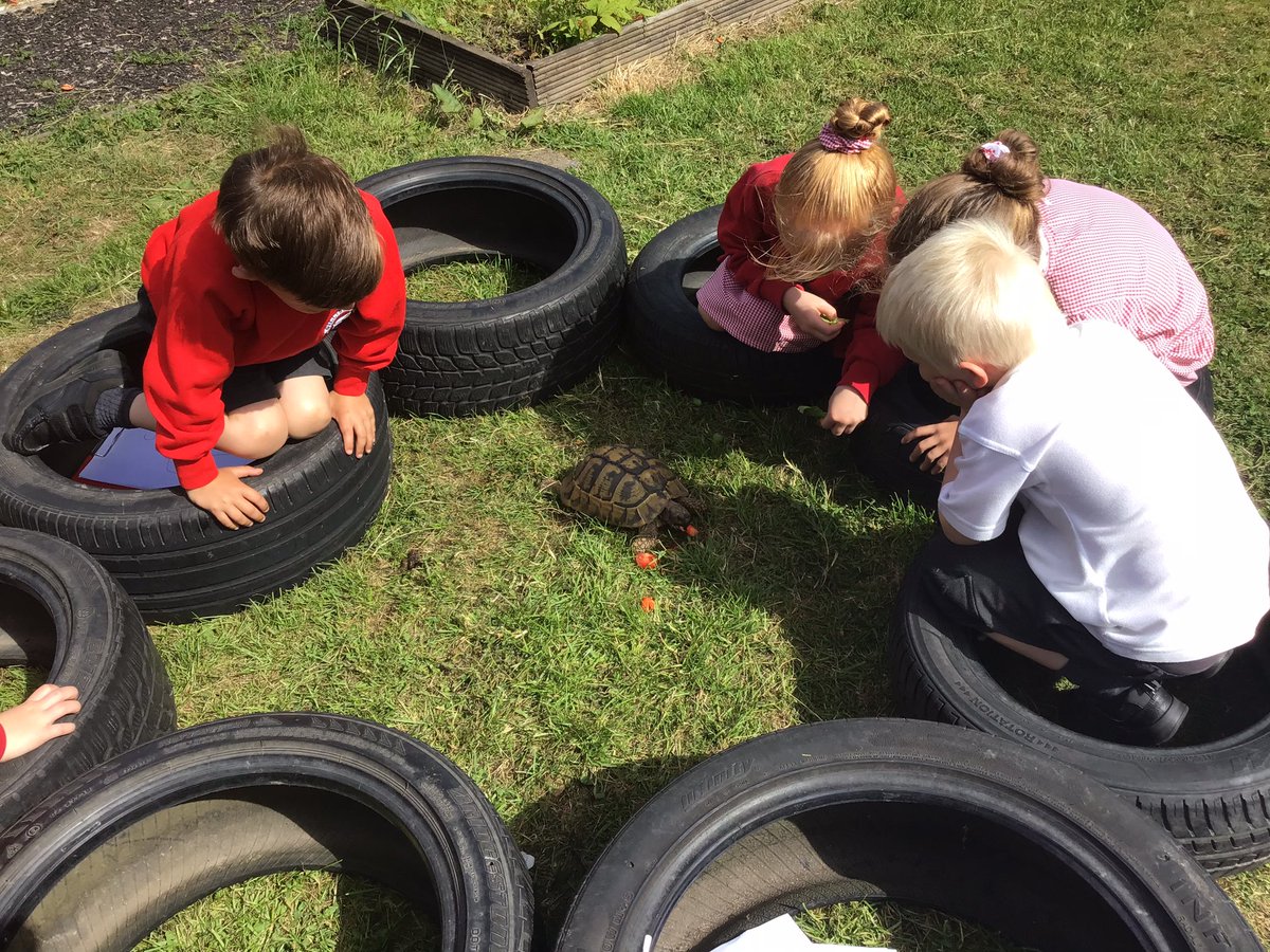 GPSOak's tweet photo. We have had a visit from Speedy the tortoise today! We learned about how to take care of tortoises. We learned about hibernation, egg laying and all sorts of interesting things. Thank you Mr and Mrs Moon! @Gillibrand_Sch @gillhead25 @tortoiseblog @tortoiserescue https://t.co/ga7zxW8Whx