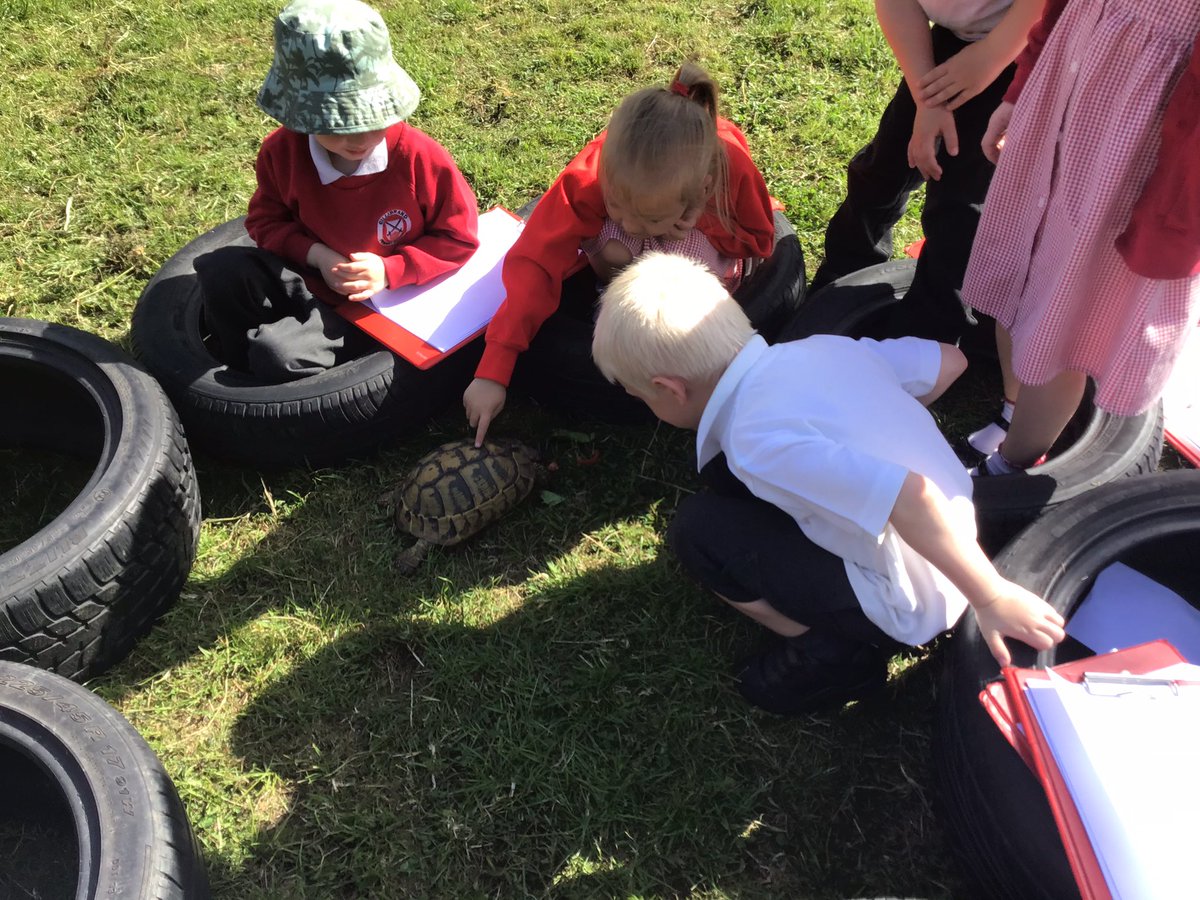 GPSOak's tweet photo. We have had a visit from Speedy the tortoise today! We learned about how to take care of tortoises. We learned about hibernation, egg laying and all sorts of interesting things. Thank you Mr and Mrs Moon! @Gillibrand_Sch @gillhead25 @tortoiseblog @tortoiserescue https://t.co/ga7zxW8Whx