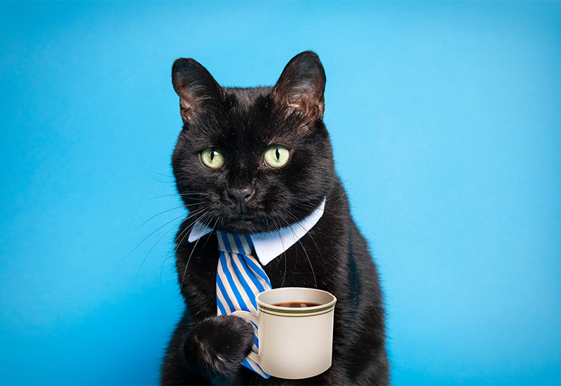 PSA: Keep anything fragile away from the edge of your desk today. #TakeYourCatToWorkDay
