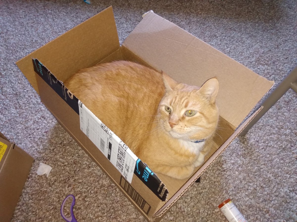 Jpullen19's tweet photo. Dr. Widdershins and SuSu at rest after a long day of running around like tiny bison and "helping" me edit my novel. #cats #writerslife #writercats #profcats #amwriting https://t.co/9pk3IAPwIu