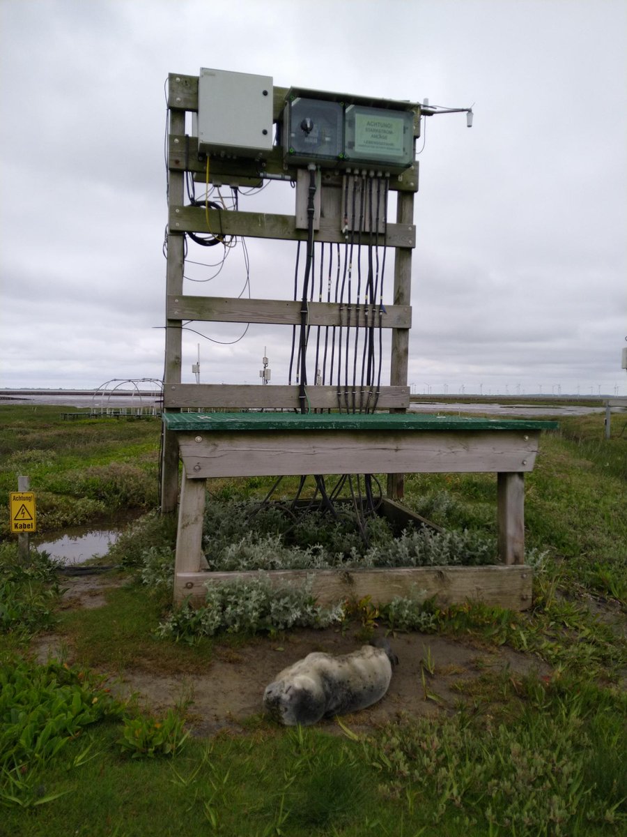 ExperimentMerit's tweet photo. We had a visitor in the field today! 😳 He was brought to the seal station in Friedrichskoog by a 'seal hunter'. https://t.co/i8vj27Eq3L