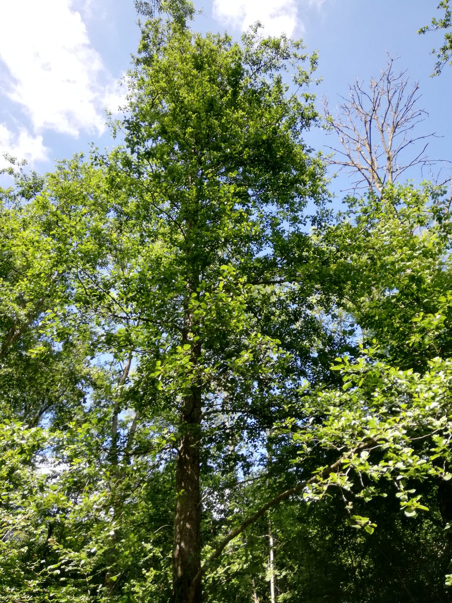 FutureTreesUK's tweet photo. Really positive signs 👏 at this months Ash archive monitoring site visit.
Known as the National Archive of Tolerant Ash, the site has up to 3 copies of each selection planted and is being monitored.
#broadleaf #trees #forestryuk #forestryengland https://t.co/P4Ow48VGdh