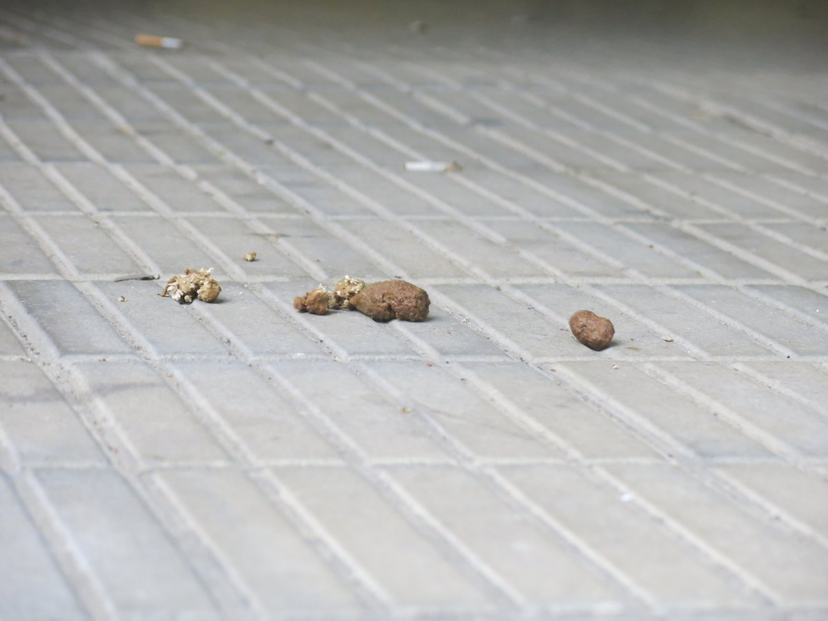 gUrbanaLleida's tweet photo. 📢Oi que no és agradable trepitjar un excrement de gos? Recull els excrements de la teva mascota, si us plau❗️🐶💩 
✅Ajuda'ns a fer de #Lleida una ciutat més neta i agradable. https://t.co/mOOBwHG5U6