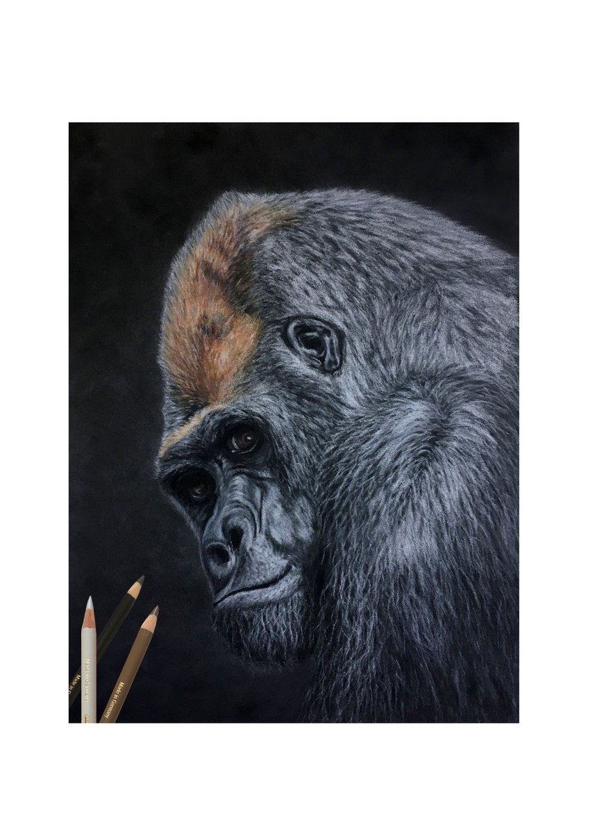 This very handsome Gorilla was drawn on Pastelmat using Poychromos pencils. Size A4
The Re: photo was taken by @sarah_tuck_photography taken at <a href="/zoobarcelona/">zoobarcelona</a>.
I just loved this image of him/her, I wonder what are they thinking!!!!