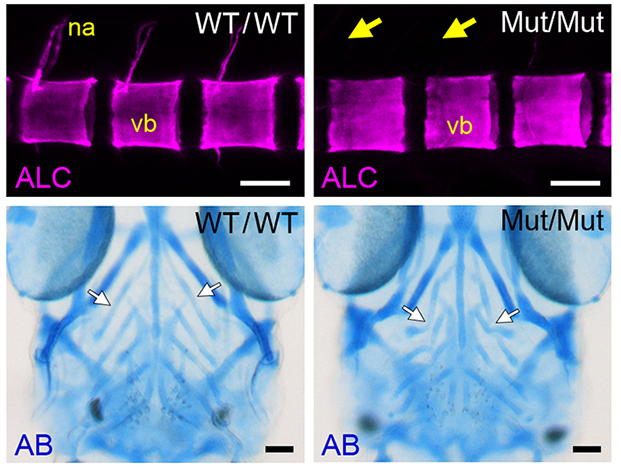 Dev_journal's tweet image. A non-disruptive and efficient knock-in approach allows fate tracing of resident osteoblast progenitors during repair of vertebral lesions in medaka
A Research article from our Stem Cells and Development section by Wen Hui Tan and @dbswcw @NUSingapore
journals.biologists.com/dev/article/14…