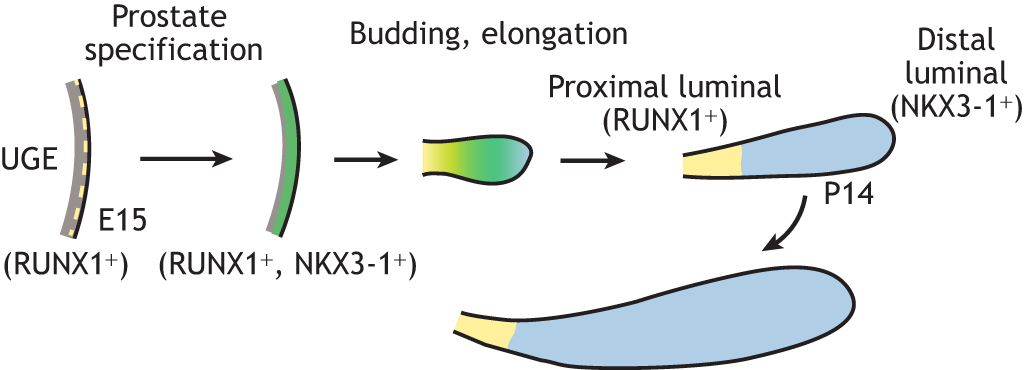 Development (@dev_journal) on Twitter photo Prostate organogenesis
In their Review, Andrew Pletcher & <a href="/MahoShibata/">Maho Shibata</a> at <a href="/GWSMHS/">GW SMHS</a> summarize recent technical advances that provide new insights into androgen regulation, epithelial cell origins and cellular heterogeneity during prostate organogenesis.
journals.biologists.com/dev/article/14… Prostate organogenesis
In their Review, Andrew Pletcher & <a href="/MahoShibata/">Maho Shibata</a> at <a href="/GWSMHS/">GW SMHS</a> summarize recent technical advances that provide new insights into androgen regulation, epithelial cell origins and cellular heterogeneity during prostate organogenesis.
journals.biologists.com/dev/article/14…