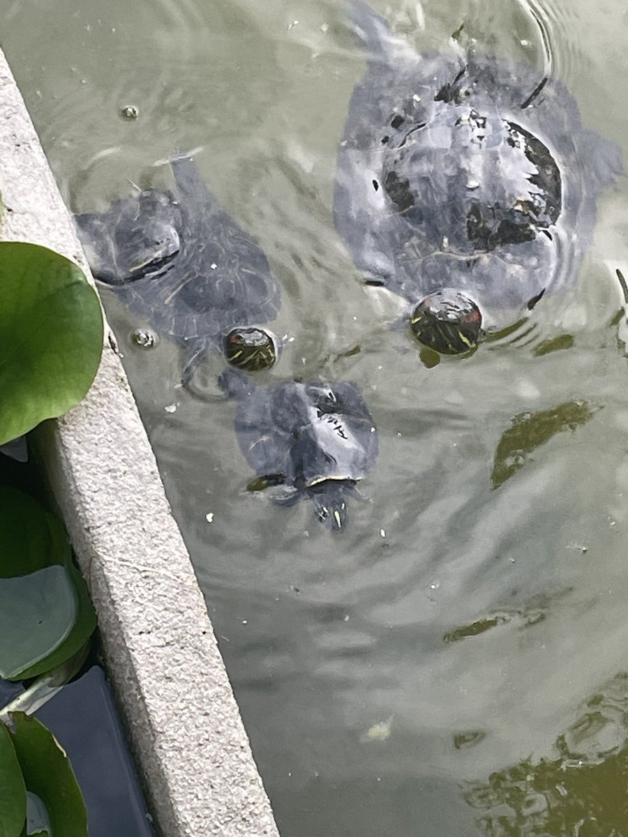 Julslou12's tweet photo. Les tortugues de l’hotel ✨ https://t.co/VXdPZ3Ubme